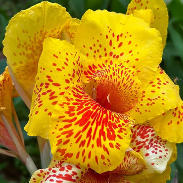 Leopard Canna Seeds
