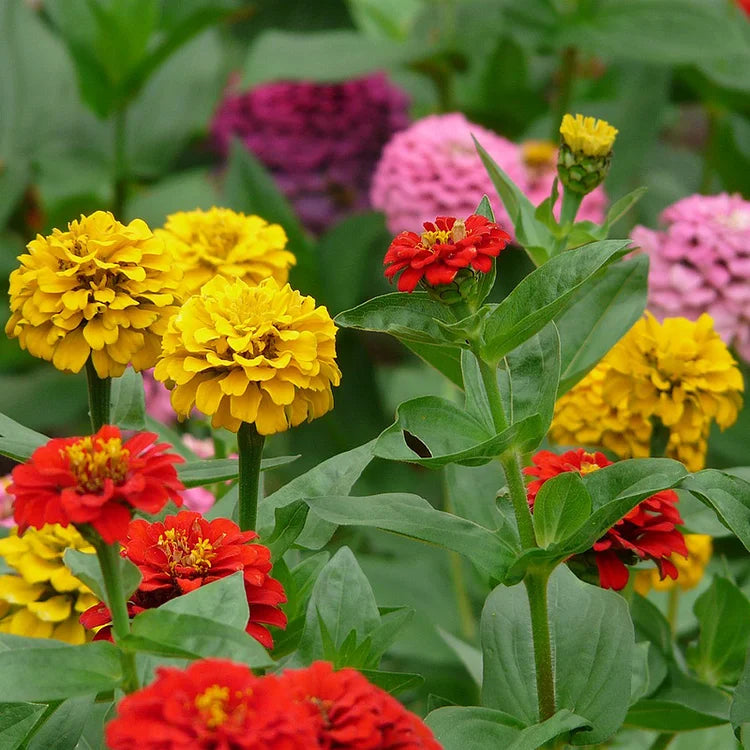 Mixed Color Double Zinnia Flower Seeds