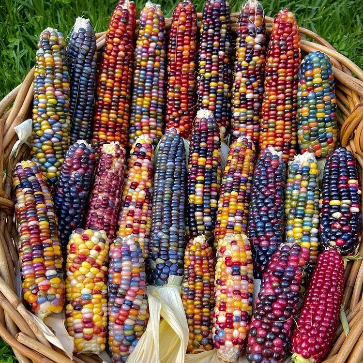 Colored Corn Seeds