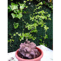 Heirloom Non-GMO Dioscorea Plant Seeds for Planting – Edible Tropical Tuber Seeds