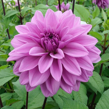 Lilac Time Dahlia