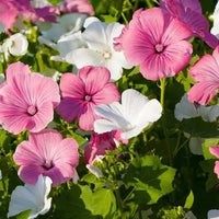 Rose Mallow Mixed Color Seeds