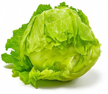 Crispino – Organic Lettuce Seed