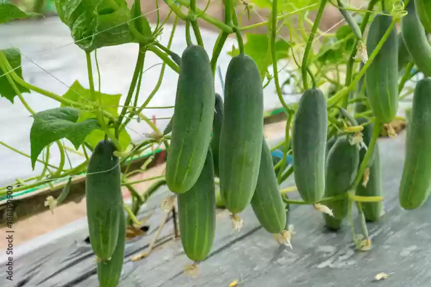 cucumber vegetable seeds for home garden