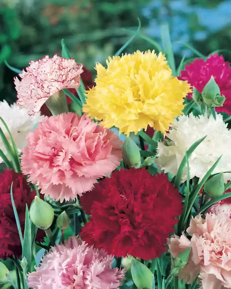 Double Carnation Flower Seeds
