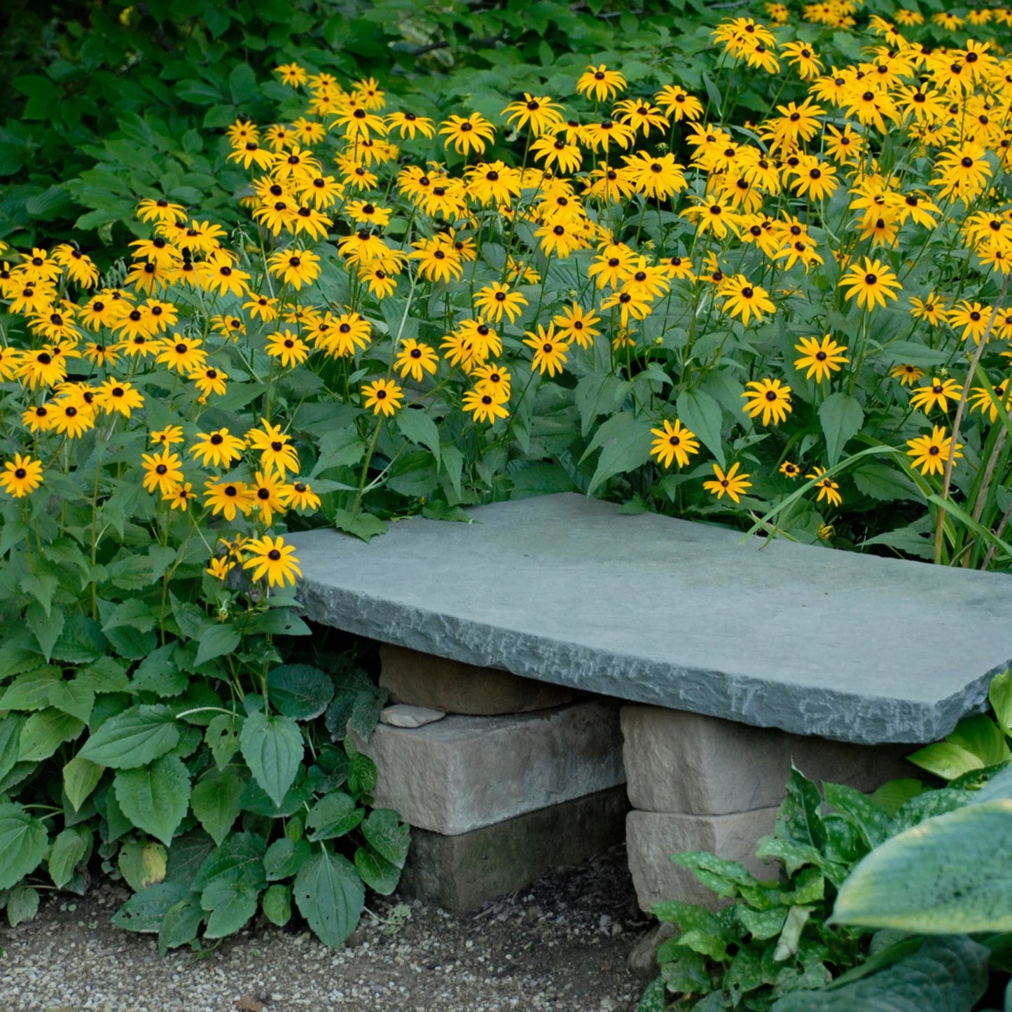 Goldsturm Rudbeckia Super Sak