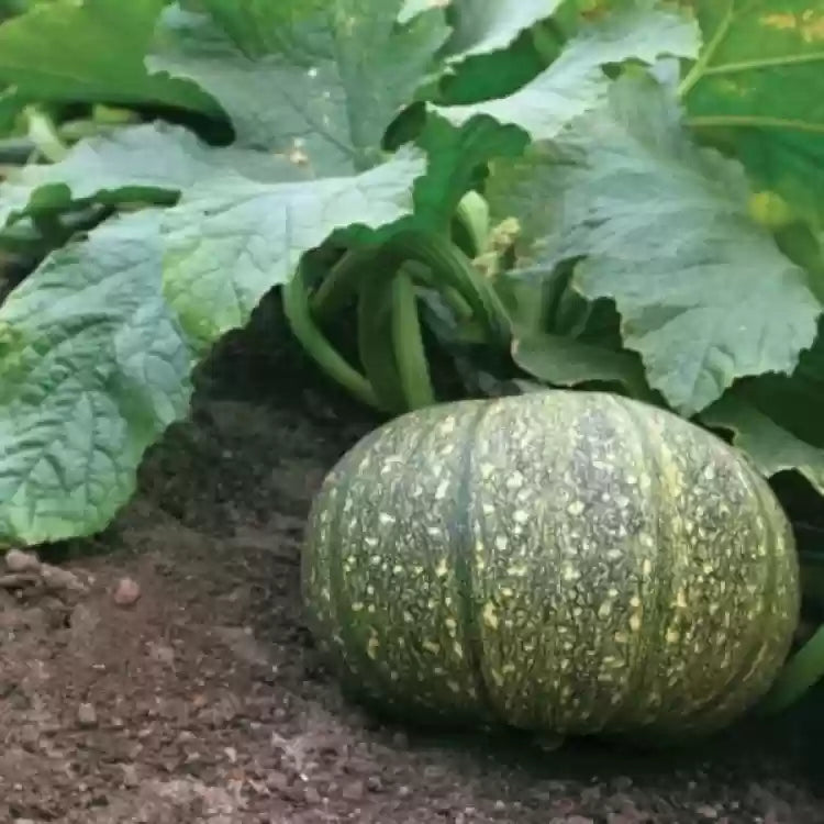 Pumpkin Hybrid Bheema Vegetable Seeds