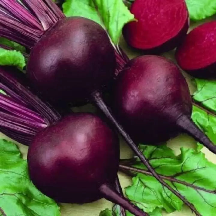 Maroon Red Beetroot Beta vulgaris seeds for planting in home garden