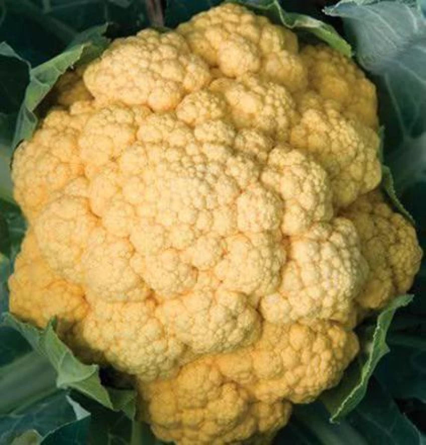 Cheddar – Orange Cauliflower Seeds