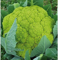 Puntoverde AKA 26-701 – Cauliflower Seed