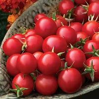 New Girl – Organic Tomato Seed