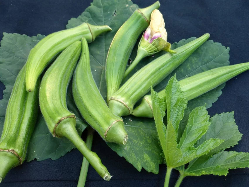 Clemson Spineless – Organic Okra Seed