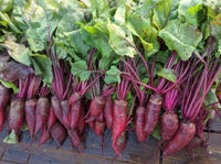 Cylindra – Beet Seed