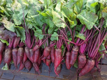 Cylindra – Beet Seed