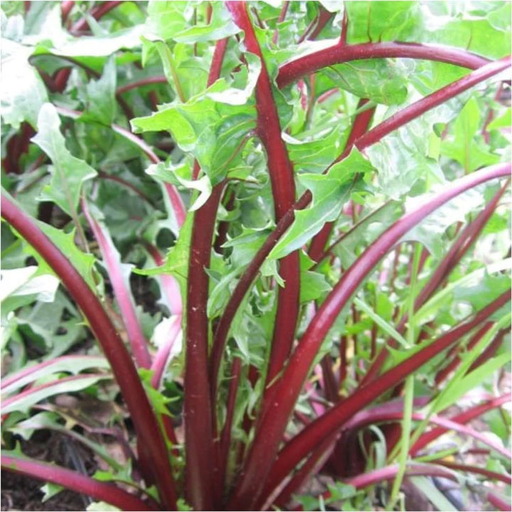 Garnet Stem Flower Seeds – Heirloom, Non-GMO Flower Seeds for Planting