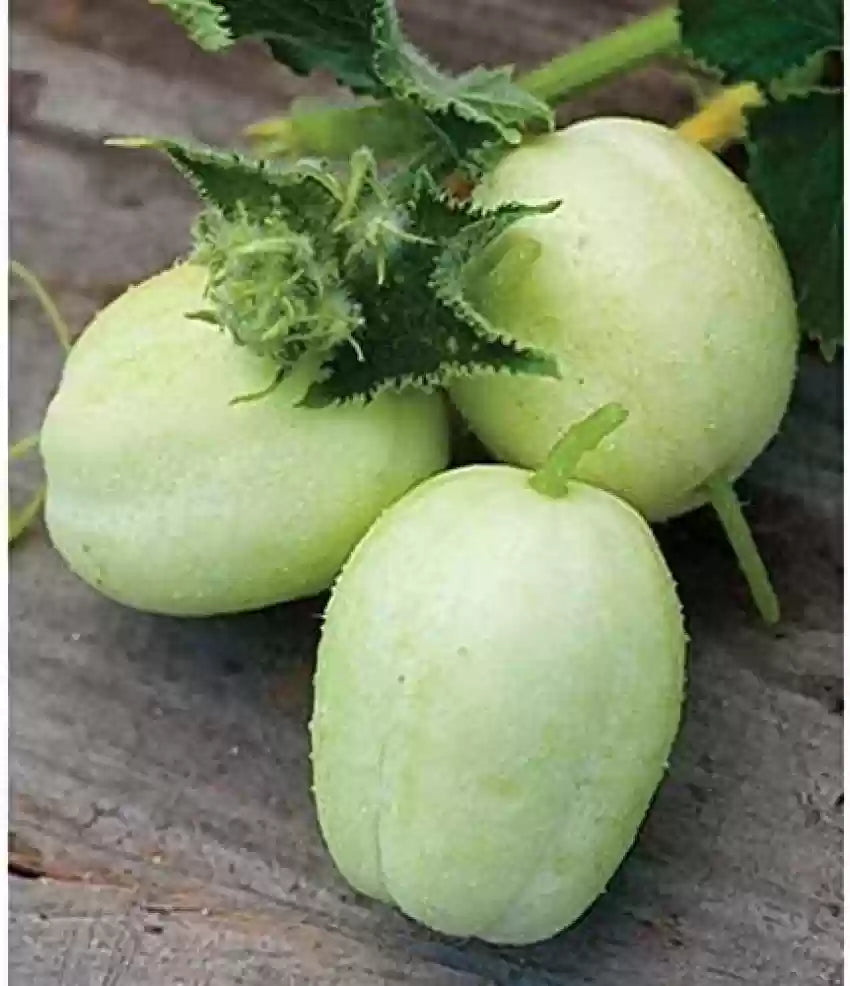 Cucumber- Crystal Apple