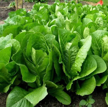 Salvius – Lettuce Seed