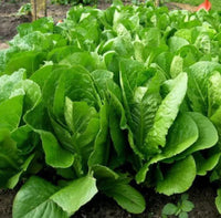 Green Forest – Lettuce Seed