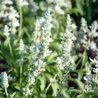 Salvia- White Victory