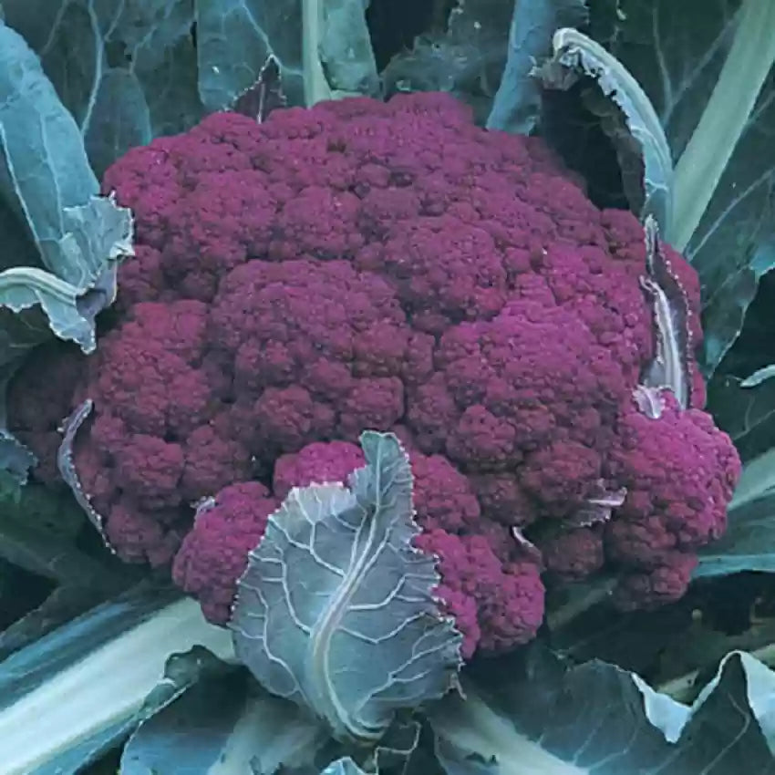 Graffiti Hybrid Cauliflower Seeds