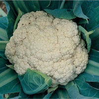 Snow Crown – Cauliflower Seed