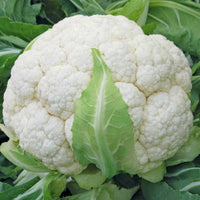Skywalker – Organic Cauliflower Seed