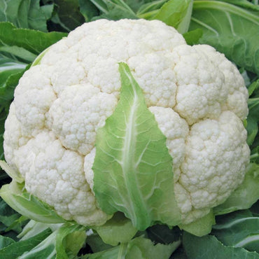 Skywalker – Organic Cauliflower Seed