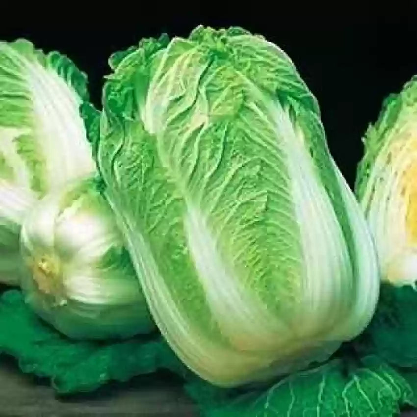 Minuet – Chinese Cabbage Seed