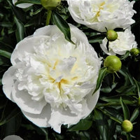 Herbaceous Peony- Duchesse de Nemours