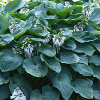 Sieboldiana Elegans Hosta