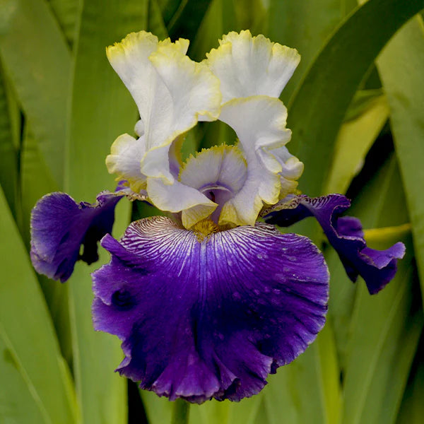 Slovak Prince Bearded Iris Seeds