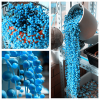 Heirloom Non-GMO Pearl Chlorophytum Herb Seeds – Easy-Grow Indoor Plant Seeds - Non-GMO for planting in home garden