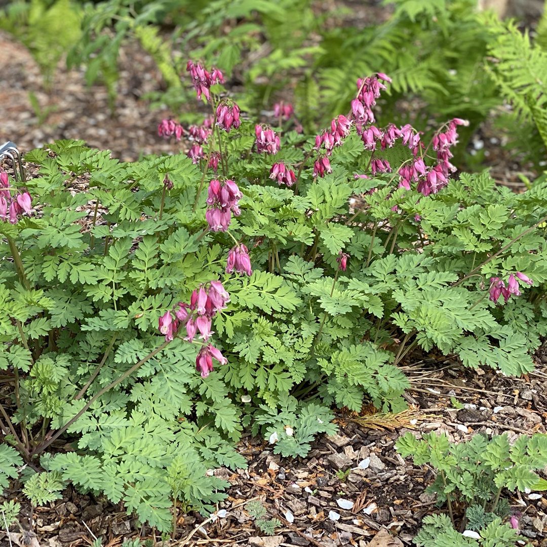 Luxuriant Fernleaf Bleeding Heart