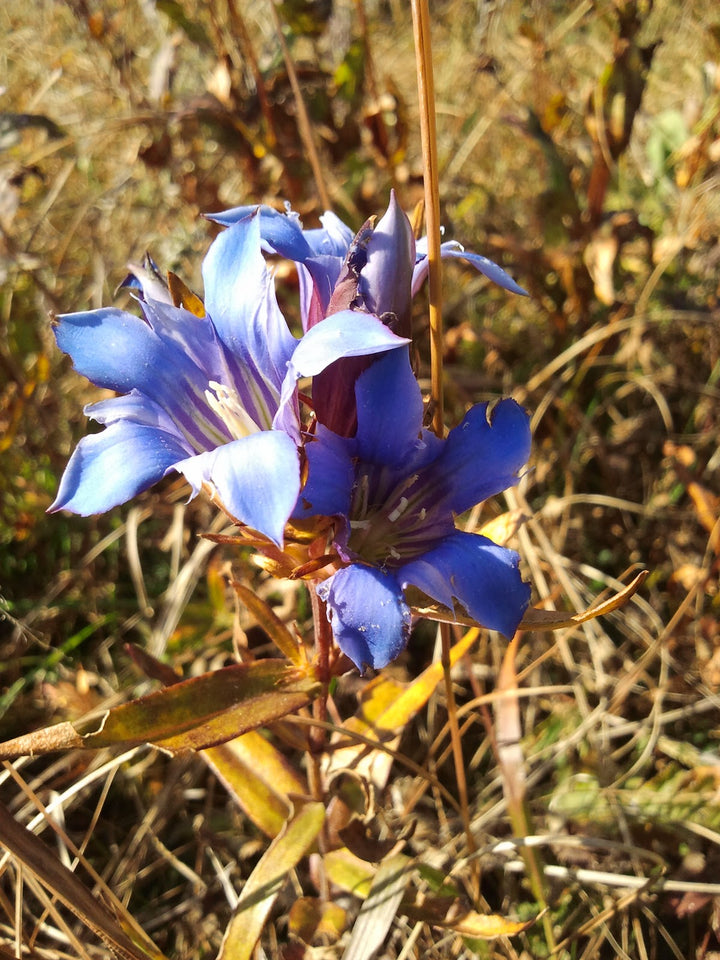 Gentiana Puberulenta Flower Seeds, Heirloom, Non-GMO Seeds for Planting