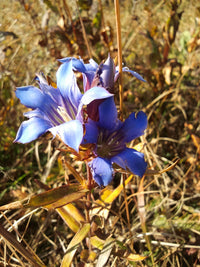 Gentiana Puberulenta Flower Seeds, Heirloom, Non-GMO Seeds for Planting