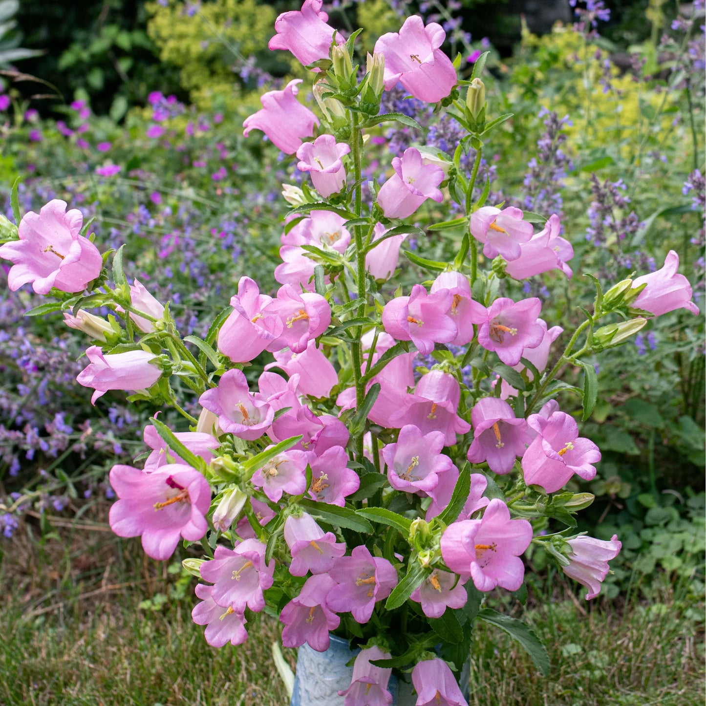 Canterbury Bells- Rose Pink
