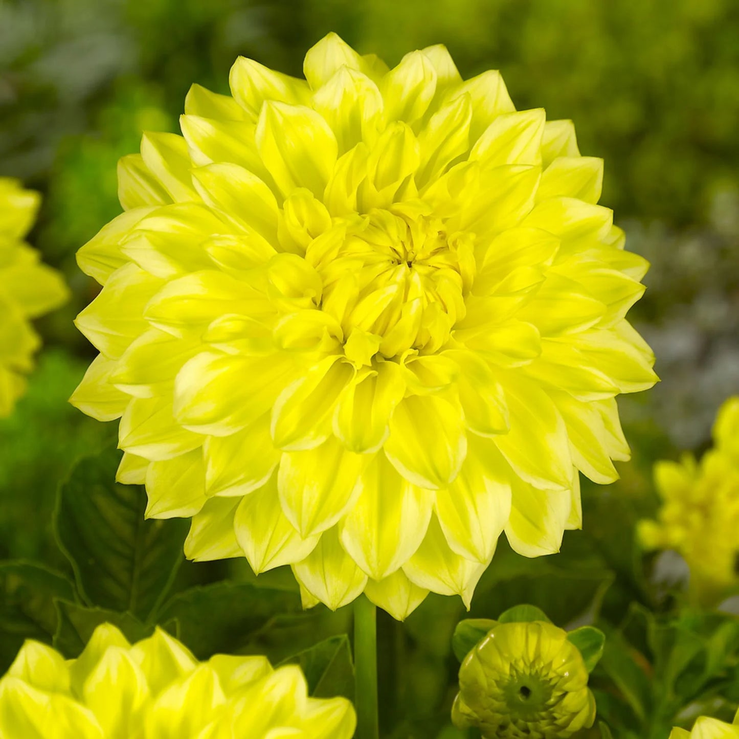 Gallery Cèzanne Dahlia