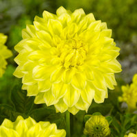 Gallery Cèzanne Dahlia