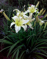 Heirloom Hemerocallis Lady Elizabeth Flower Seeds for Planting, Non-GMO - Hemerocallis for planting in home garden
