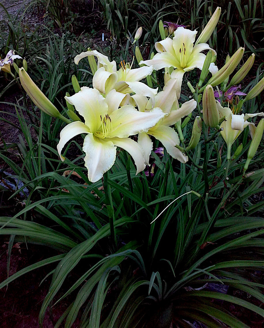 Heirloom Hemerocallis Lady Elizabeth Flower Seeds for Planting, Non-GMO - Hemerocallis for planting in home garden