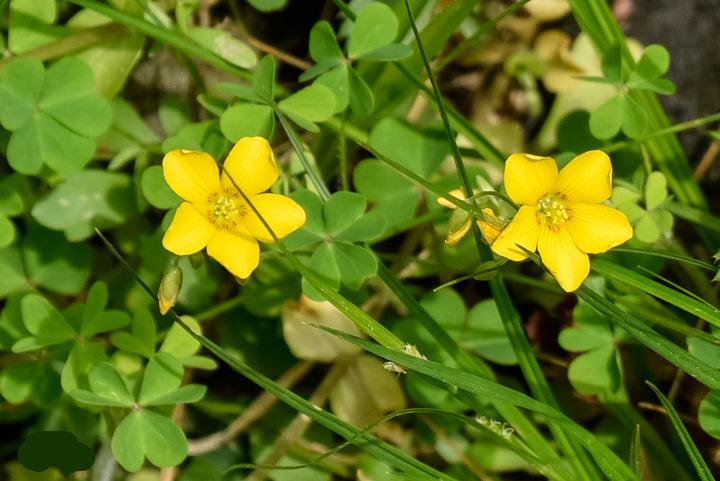 Heirloom Yellow Oxalis Laciniata Flower Seeds for Planting – Non-GMO, Unique Garden Blooms