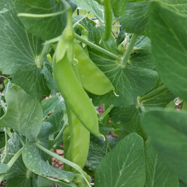 Oregon Giant – Pea Seed