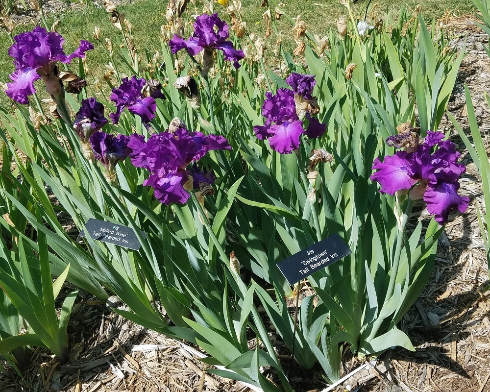 Swingtown Bearded Iris Seeds