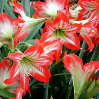 2019 Real Top Fashion Outdoor Plants Seeds Gorgeous Color Flower
