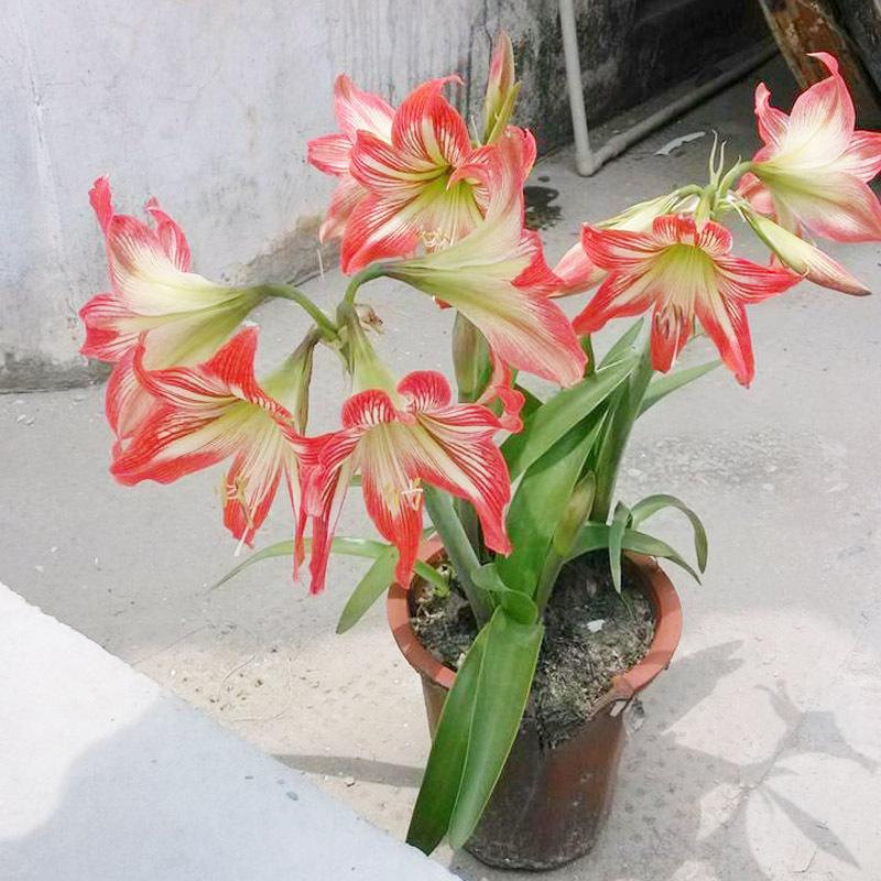 2019 Real Top Fashion Outdoor Plants Seeds Gorgeous Color Flower