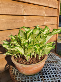 Kiwi Spearmint Hosta