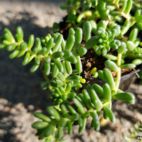 Heirloom (Heirloom scientific name) for planting in garden