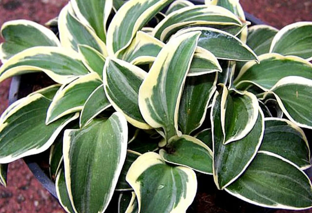 Funny Mouse Mini Hosta