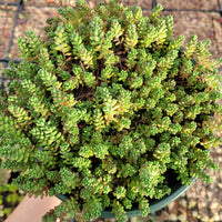Organic Heirloom Non-GMO Green Sedum Album Seeds for Planting – Succulent Ground Cover