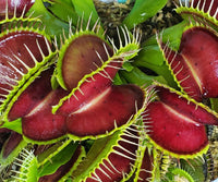 Green with Red Venus Flytrap – Live Carnivorous Plant | Exotic Insect-Eating Houseplant